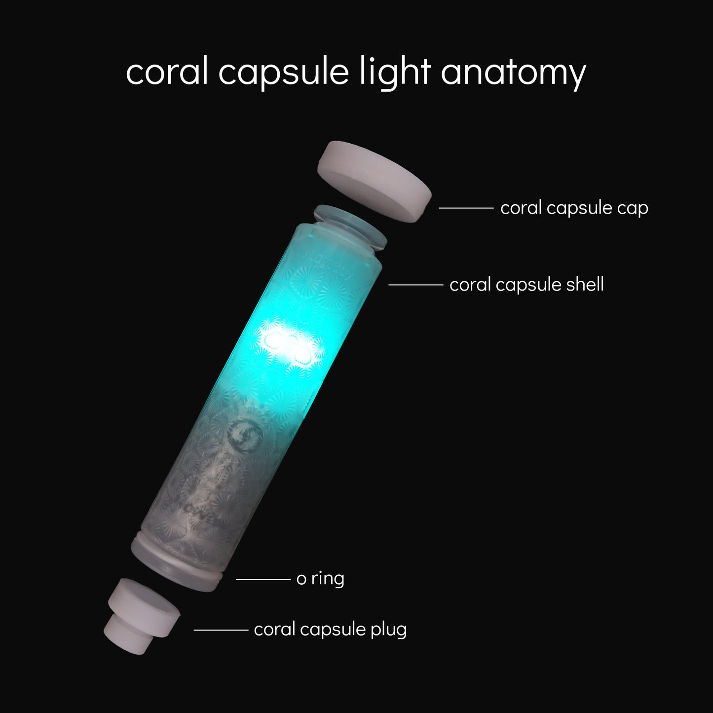 capsule light with coral shell and how the parts come together